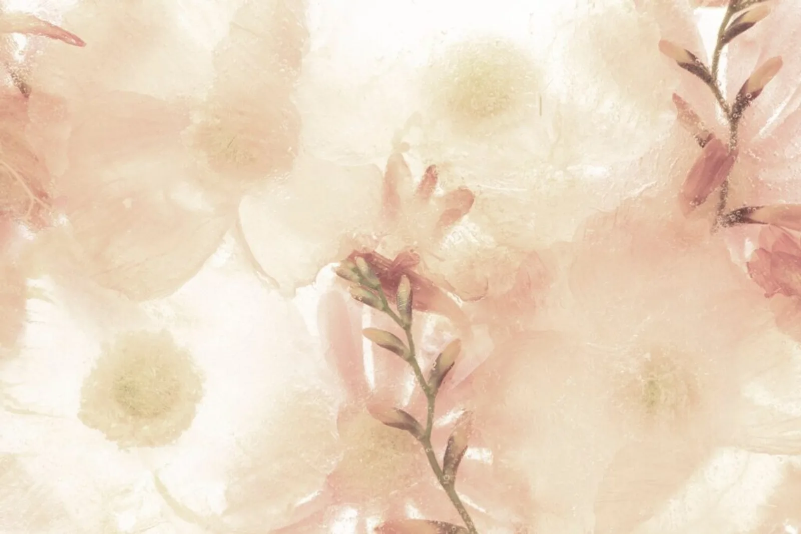 Beige Anemone Flower Background 53876 103349